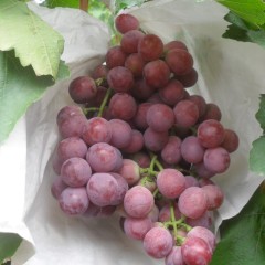  云南红提熟了！代办13577212623