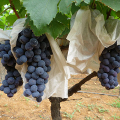 宾川黑提葡萄