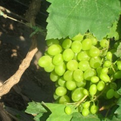 宾川青提葡萄以上市