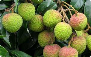 大量供应阳江市上洋镇双肩玉荷包