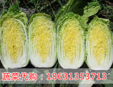 张家口市大青沟李迈：黄心白菜0.2元/斤