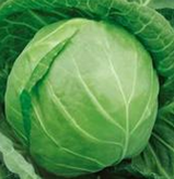 河南新野县城郊乡曹小强：甘蓝0.2元/斤