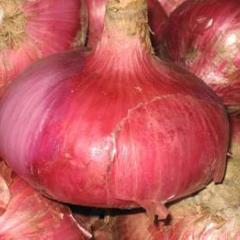 周口市红花乡屠合意：红皮洋葱0.4元/斤