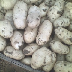 枣庄市姜屯镇杜宇皓：荷兰十五2.0元/斤