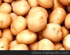 锦州市右卫镇李建宇：荷兰系列土豆1.58元/斤