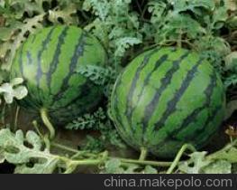 锦州市右卫镇李建宇：京欣8号西瓜1.8元/斤