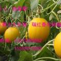 聊城市河店镇杨富顺：久红瑞香瓜2.6元/斤