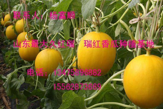 久红瑞香瓜价格
