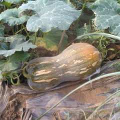 崇左金韩密本南瓜 刚拍的高清实拍大图