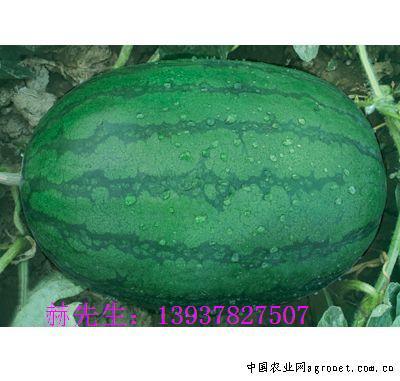 黑皮龙卷风价格