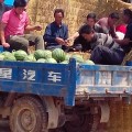潍坊市郑母镇程法通：京欣1.2斤无子1.7，