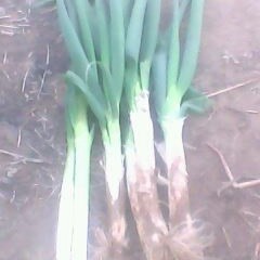 绥化市红旗乡刘亚娟：长白大葱0.45元/斤