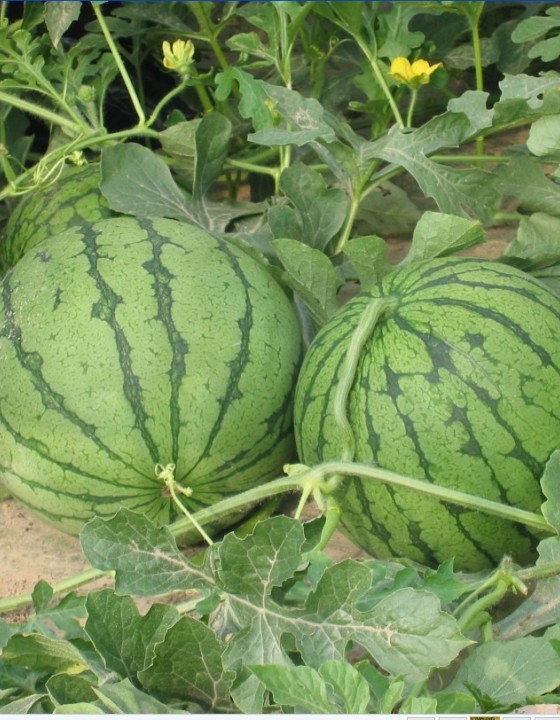 江苏东台8424西瓜热销,徐进为您服务!