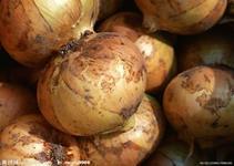 徐州市和集伟强：黄皮洋葱1.2元/斤