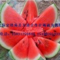 河北保定清苑县西瓜基地 京欣、双星、大量上市