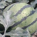 临沂市薛庄镇单宝松：双星系列1.00元/斤