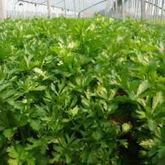 宿州朱仙庄美国西芹0.3元/斤 高清无码实拍