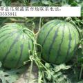 聊城市俎店乡董连国：京欣1.0-0.9元/斤