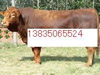 忻州市盛达奶牛养殖场：西门塔尔牛12元/斤