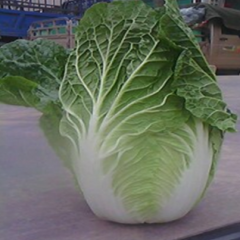 新野县城郊乡曹小强：菊锦大白菜0.2元/斤