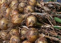 徐州市五段镇李昌兴：黄皮洋葱0.9元/斤