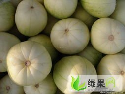 甜瓜西瓜代理价格