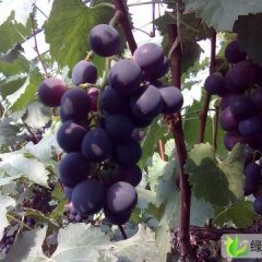 青岛市展先生：巨峰葡萄