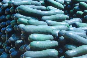 咸宁市潘家湾田明：子弹头黑皮冬瓜