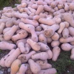 咸宁市潘家湾田明：金韩密本南瓜