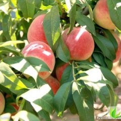 长沙市红星水任斌：各种桃类代销