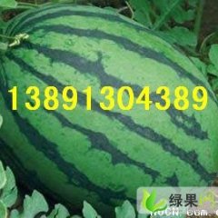 陕西早冠龙西瓜价格基地