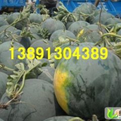 陕西黒无籽西瓜基地