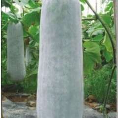 咸宁市潘湾镇田明：白皮冬瓜