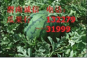 京欣价格