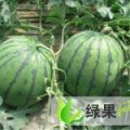 潍坊市谭坊镇刘昌坤：京欣0.95--1.2元/斤