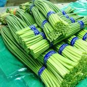 济宁市马庙镇杨启宝：蒜苔1.5元/斤