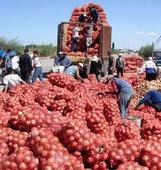 滨州市姜搂镇李心华：紫皮洋葱