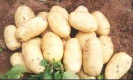 枣庄市界河马兵：荷兰十五2.0元/斤