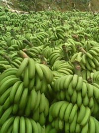 红河哈尼族彝族自治州南溪镇李金：巴西香蕉5.0元/斤
