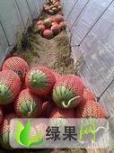 早春红玉价格
