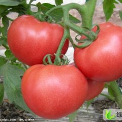 临沂市胡杨镇姚占义：金鹏