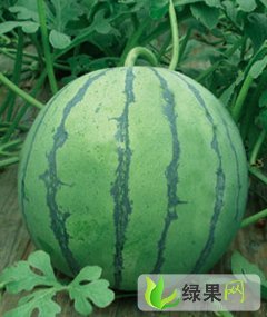 冠龙价格