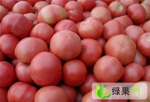 临沂市胡阳镇姚占义：诺威608西红柿