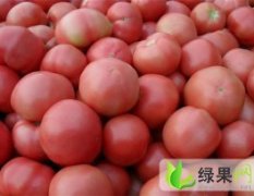 临沂市胡阳镇姚占义：诺威608西红柿