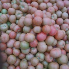 咸阳市安吴镇刘国正：硬粉1元/斤