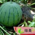 聊城市董杜庄杨国朝：京欣0.9元/斤