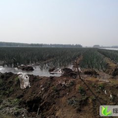 潍坊市相卅镇马先生：黄皮洋葱