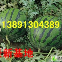 陕西西瓜价格陕西京新西瓜基地