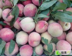 郴州市五岭水果批发市场代销油桃