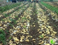 南阳市金华乡万亩土豆5月中下旬开始上市